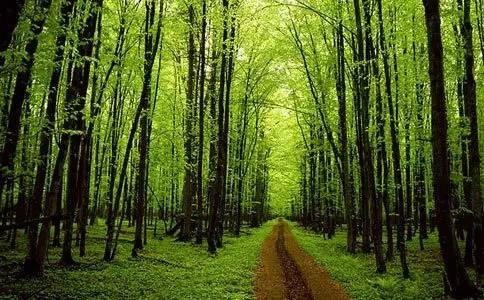 湖南林業(yè)廳